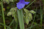 Hairyflower spiderwort